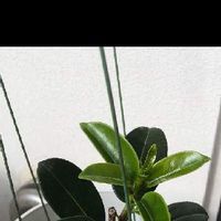 マダガスカルジャスミンの育て方 植える時期や剪定方法は Greensnap グリーンスナップ マダガスカルジャスミンの育て方 植える時期や剪定方法は Greensnap グリーンスナップ