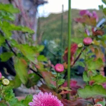 京子さんの庭の画像 by satsuki＆mei_kachan(noriko)さん | 小さな庭とお花大好き♡と京子さんの鉢植えと新潟県と秋の風景と京子さんの庭