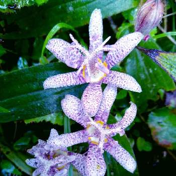 ユリ科の投稿画像一覧 Greensnap グリーンスナップ