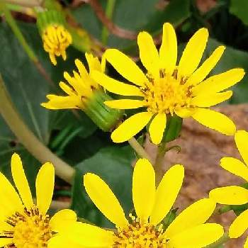 石蕗の花 つわのはな の投稿画像一覧 Greensnap グリーンスナップ