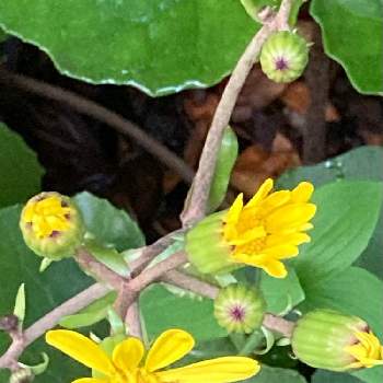ツワブキの花の画像 by manabeさん | 小さな庭とツワブキの花とツワブキ 蕾と石蕗（つわぶき）と黄色い花とキク科と花と蕾と原産地 日本