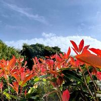 レッドロビンの育て方 苗の植え方や肥料の与え方は 鉢植えでも育つ Greensnap グリーンスナップ レッドロビンの育て方 苗の植え方や肥料の与え方は 鉢植えでも育つ Greensnap グリーンスナップ