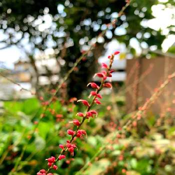 ミズヒキの花の投稿画像一覧 Greensnap グリーンスナップ