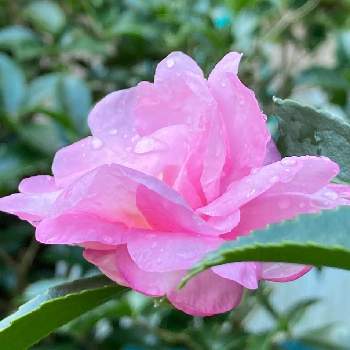 雨粒きらきら✨の画像 by 典子さん | 小さな庭と雨粒きらきら✨と優しいピンクとふわふわピンクとお庭のお花