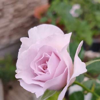 紫の薔薇の画像 by Bree Van de Kampさん | 小さな庭とばら バラ 薔薇とおうち園芸とばら大好きとガーデニングとバラ＊ニューウェーブと花のある暮らしと紫の薔薇