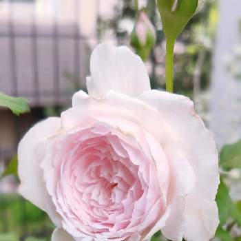 みさき バラの画像 by Bree Van de Kampさん | 小さな庭と和ばらとばら バラ 薔薇とピンクの薔薇とみさき バラと和ばら 美咲とおうち園芸とばら大好きとローズファームケイジとガーデニングと花のある暮らし