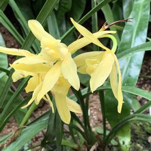 シンビジウム,温室,ラン科,新宿御苑,今日のお花の画像