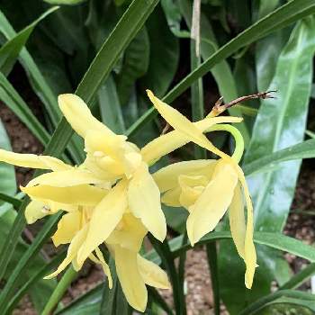 チェリモヤ、アテモヤ,熱帯果樹の画像