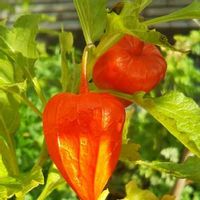 ほおずき 鬼灯 の育て方 種まきや植え付けの時期 増やし方は Greensnap グリーンスナップ ほおずき 鬼灯 の育て方 種まきや植え付けの時期 増やし方は Greensnap グリーンスナップ