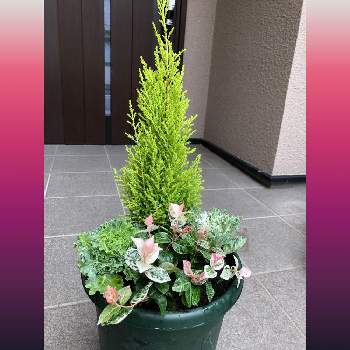 門松風寄せ植えの投稿画像一覧 Greensnap グリーンスナップ