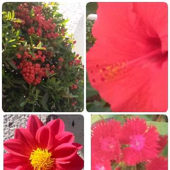 燃えるような赤2021の画像 by ヒロンさん | ダリア  ( レッド )と石竹（セキチク）とピラカンサ   (トキワサンザシ)とブッソウゲとあっ火曜日と燃えるような赤い花とお出かけと真っ赤な花とあ、火曜日と情熱的とセキチク❗️とふぞろいの果実たちとピラカンサス(別名トキワサンザシ)と秋の七草の一つと燃えるような赤2021と真っ赤な火曜日とハイビスカス-ブッソウゲとミニダリア♡と赤い実と火曜日とレッドダリアとお出かけ先といっても近所