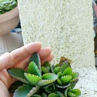 子宝草 子宝弁慶草 の育て方 季節によって日当たりや水やりの加減を変える Greensnap グリーンスナップ