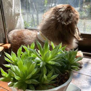 犬と植物の画像 by チョコタンさん | 窓辺と犬と植物と今日の一枚と日々のつぶやきとシニア犬と過ごす