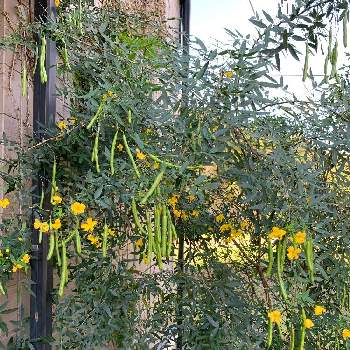 アンデスの乙女の投稿画像一覧 Greensnap グリーンスナップ