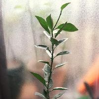 スダチの木の育て方 剪定や収穫の時期は 鉢植えでも栽培できる Greensnap グリーンスナップ