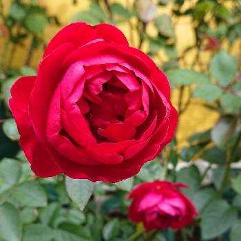 バラ ディープボルドーの画像 by ＹＵＭＩＫＯさん | 小さな庭と私の癒し♡とバラ ディープボルドーと薔薇愛同盟と花が好き❤とおうち園芸とお花に癒されてと植中毒と2021 YUMIKO薔薇と花のある暮らしと大好き♡︎ʾʾとかわいいな♡といい色♡