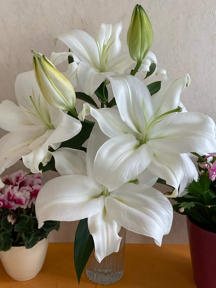 ユリの投稿画像 By 月下美人 さん 部屋といい香りと花のある暮らしと白い花といい香り と春馬くん といい香りと花のある暮らしと白い花といい香り と春馬くん 21月10月26日 Greensnap グリーンスナップ Greensnap グリーンスナップ