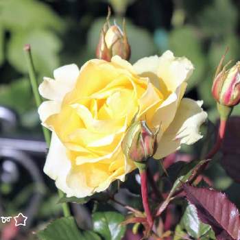 秋晴れの日の画像 by piaMo☆さん | 小さな庭と秋晴れの日と薔薇は初心者♡とLove Hokkaido♡と・・・秋の空