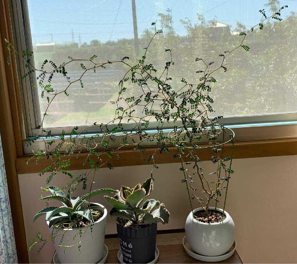 PW マンガベ・シルバーフォックス アンバサダーじゃない成長記録