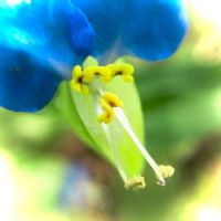 ビックリグミの花言葉 花や実の特長 ジャムの作り方は Greensnap グリーンスナップ