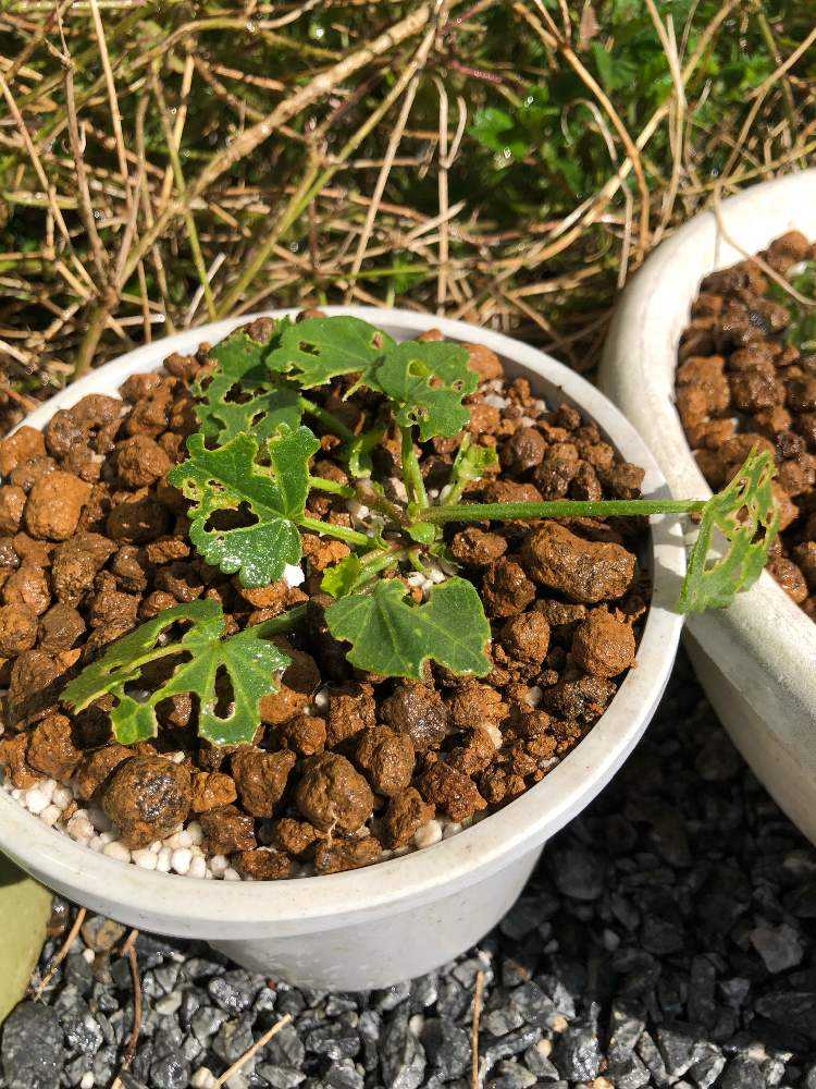 マルバストラム   確認用です（╹◡╹）♡ マルバストラムとは｜育て方がわかる植物図鑑｜みんなの趣味の