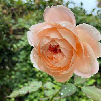 アンブリッジローズの画像 by メイさん | 小さな庭とアンブリッジローズとばら バラ 薔薇と薔薇愛同盟とばら大好きとバラと夢CLUBと花のある暮らしとばら 薔薇 バラと薔薇大好きとばらに魅せられて