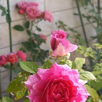 ピンク色のバラの画像 by フランさん | アプローチとバラ シェラザードとピンク色のバラと素敵なバラと毎日ローズショーとおうち園芸とはなのある暮らしとピンクワールドへ ようこそとガーデニングと可愛いバラと薔薇のある暮らしと綺麗なミニ薔薇と薔薇大好き