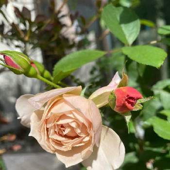 いおりの画像 by しげちんさん | 小さな庭といおりと薔薇♪とＦ＆Ｇローズといおりバラ