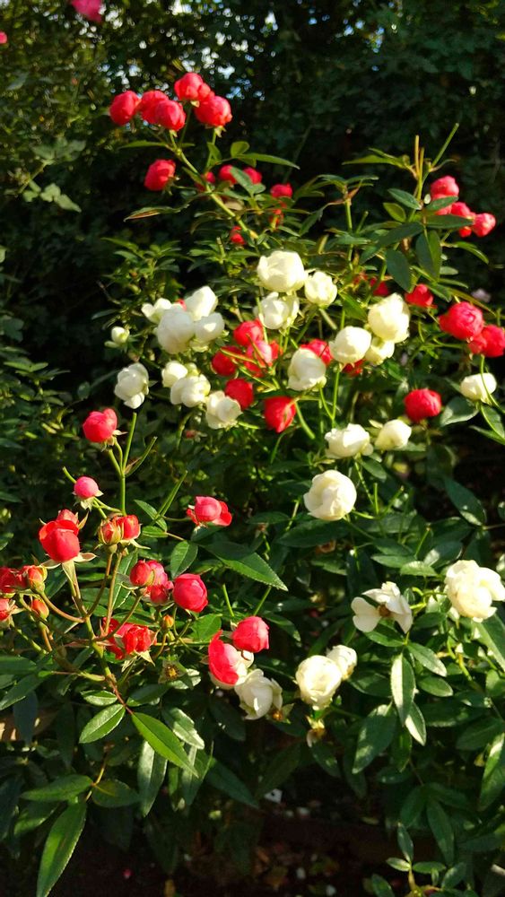 和の花♪さんの港の見える丘公園への投稿