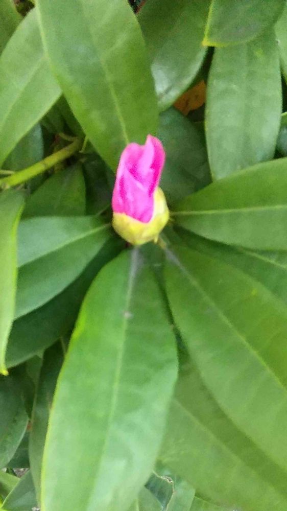 和の花♪さんの港の見える丘公園への投稿