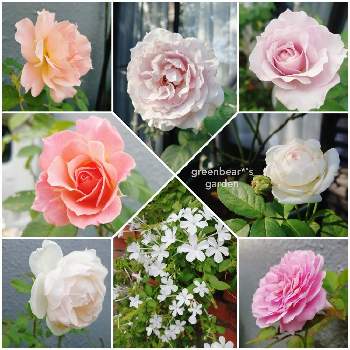 フラゴナールの画像 by greenbear*さん | 小さな庭とバラ リベルラとフラゴナールと粉粧楼とルリマツリとバラ クロチルドスーペール 粉粧楼とボルデュール・アブリコとバラ マダムフィガロとバラと秋バラと薔薇愛同盟と薔薇に魅せられてとバラ大好きとバラ好きさんと繋がりたいと2021 greenbear*'s Rosesとイングリッシュガーデンに憧れてと香りの良いバラと成長記録と花のある暮らしとかわいいな♡とロザリアンと庭の宿根草と咲いた！とMの森印
