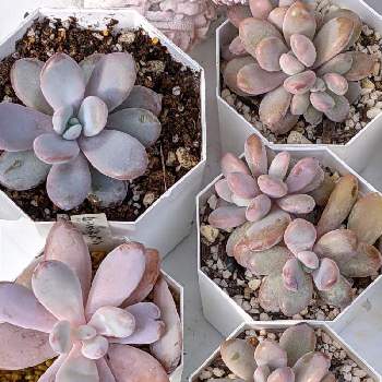 グラプトベリア ピンクシフォンの投稿画像一覧 Greensnap グリーンスナップ グラプトベリア ピンクシフォンの投稿画像一覧 Greensnap グリーンスナップ