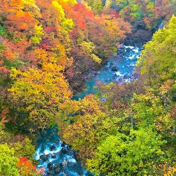 松川渓谷　紅葉の画像 by K2さん | お出かけ先とわりと好きシリーズ❣️と大自然はいいなぁ〜❣️と紅葉（こうよう）と松川渓谷　紅葉と大自然大好き仲間❣️