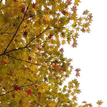うつくしいの画像 by charlさん | お出かけ先と紅葉と葉っぱと黄色と森の中と大好き群馬と散策とうつくしいとあきとあか