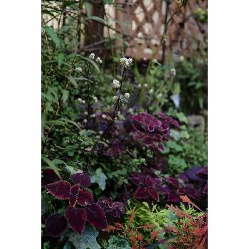 アカバセンニチコウの画像 by 我楽多さん | 小さな庭とアカバセンニチコウとOLY ED 75mm F1.8とOM-D E-M1Ⅱと箱庭に咲く花10月