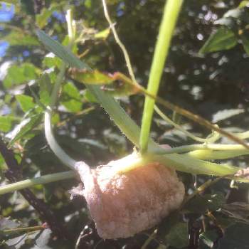 虫の卵 の投稿画像一覧 Greensnap グリーンスナップ