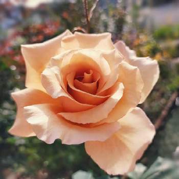 バラ ティラミスの画像 by ちけさん | 小さな庭とバラ ティラミスとばら バラ 薔薇と癒しの花と美しい✨✨と花のある暮らしと花が好きと薔薇大好きとばらに魅せられて