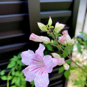 ９月の画像 by たえぴさん | 小さな庭とピンクノウゼンカズラとピンクの花と９月