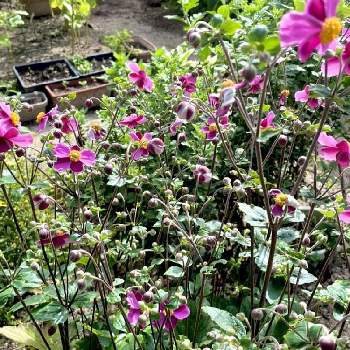 ９月の画像 by たえぴさん | 小さな庭と秋明菊とピンクの花と９月とおうち園芸