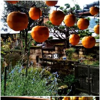 つるし柿の画像 by おはるんさん | 窓辺と花のある暮らしとつるし柿とコロナに負けるな！