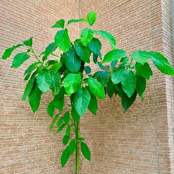 クスノキ科ワニナシ属の投稿画像一覧 Greensnap グリーンスナップ