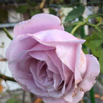 紫の薔薇の画像 by あきこさん | 小さな庭とばら バラ 薔薇と水曜ローズショーと紫のバラとお家園芸と香りの良いバラとシークレットパヒュームと香りのバラと紫の薔薇