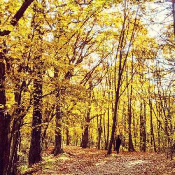 秋のお散歩の画像 by 花音さん | お出かけ先と神楽岡公園と紅葉weekと秋のお散歩と癒されると北海道からと紅葉。と小さな幸せと繋がりに感謝✨