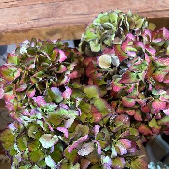 素敵な花屋さんの投稿画像一覧 Greensnap グリーンスナップ