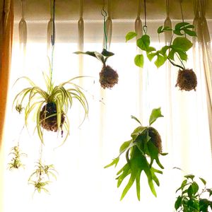 苔玉,オリヅルランの子株, コウモリラン ,オリヅルラン❇︎,姫モンステラ♪の画像