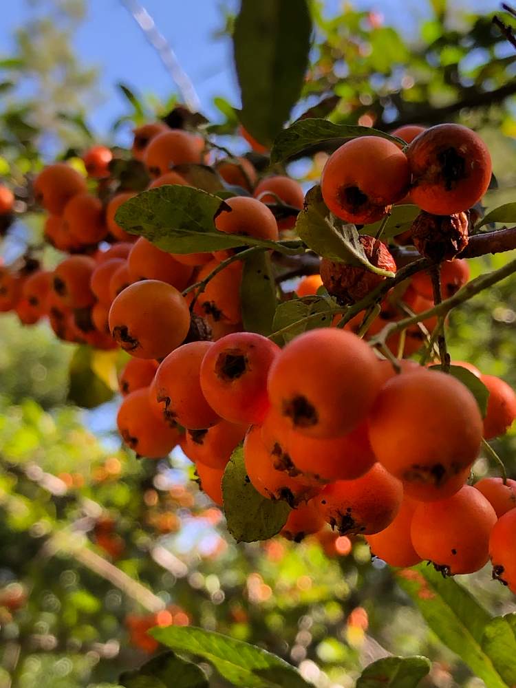 ピラカンサの実 の投稿画像 By Cimarronさん オレンジの実と赤い実 とお出かけ先とオレンジの実と赤い実 21月10月27日 Greensnap グリーンスナップ Greensnap グリーンスナップ