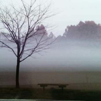 水元公園、中央広場の画像 by m＆oさん | お出かけ先と朝の散歩道と霧の朝…と水元公園、中央広場
