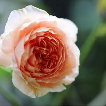 バラ ウィリアムモーリスの画像 by tokitokiさん | 小さな庭とバラ ウィリアムモーリスとバラ・ミニバラとばら バラ 薔薇と水曜ローズショー