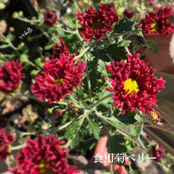 食用菊の画像 by michelle.hさん | サラダマム　ベリーと食用菊とサラダマムと家庭菜園と地植えと花のある暮らしとiPhone8