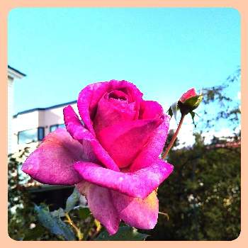 薔薇  （no.60 名無しさん）の画像 by 池ちゃんさん | 薔薇  （no.60 名無しさん）と薔薇♡とマイ♡ガーデン